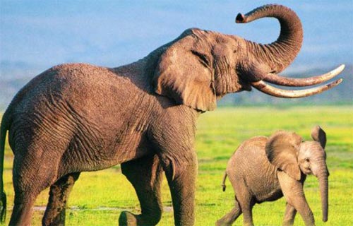 ��������ӛ