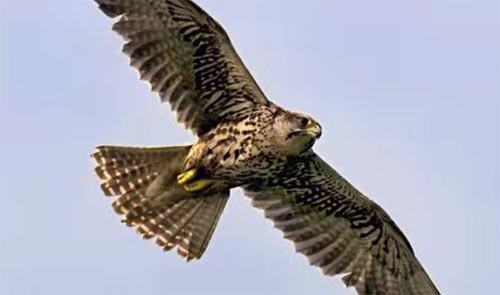 �����c��