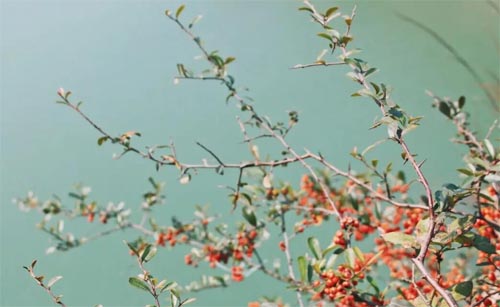 ׌�gϲ�ē�������