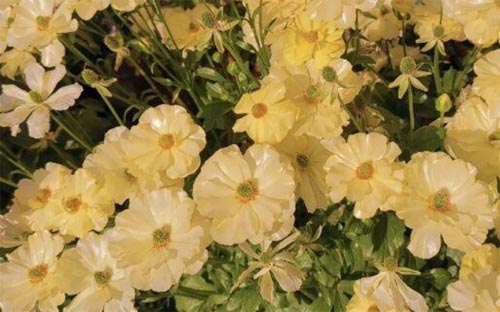 ��(y��ng)�ǾG�ʼt��