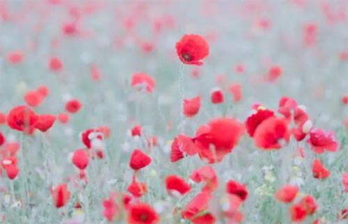 Ը�㳣ϲ�����L����