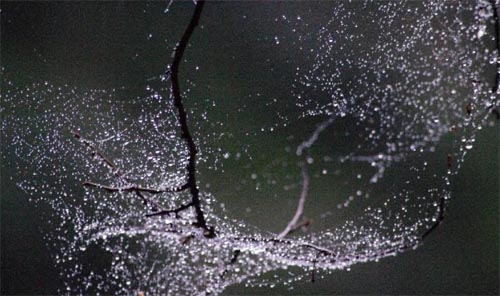 �L(f��ng)���е���W(w��ng)