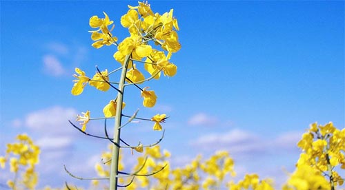 ��ȥ�ġ����ѡ�