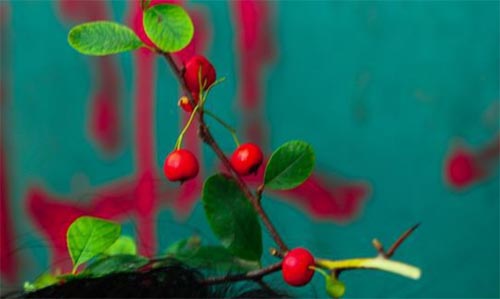 ��Nɏ����ʰ�ă���