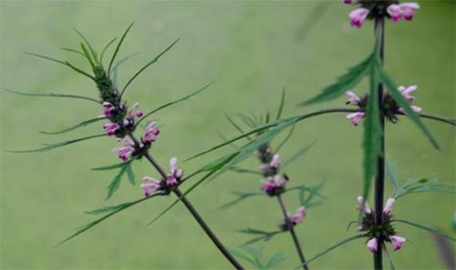 ӛ����̎����������