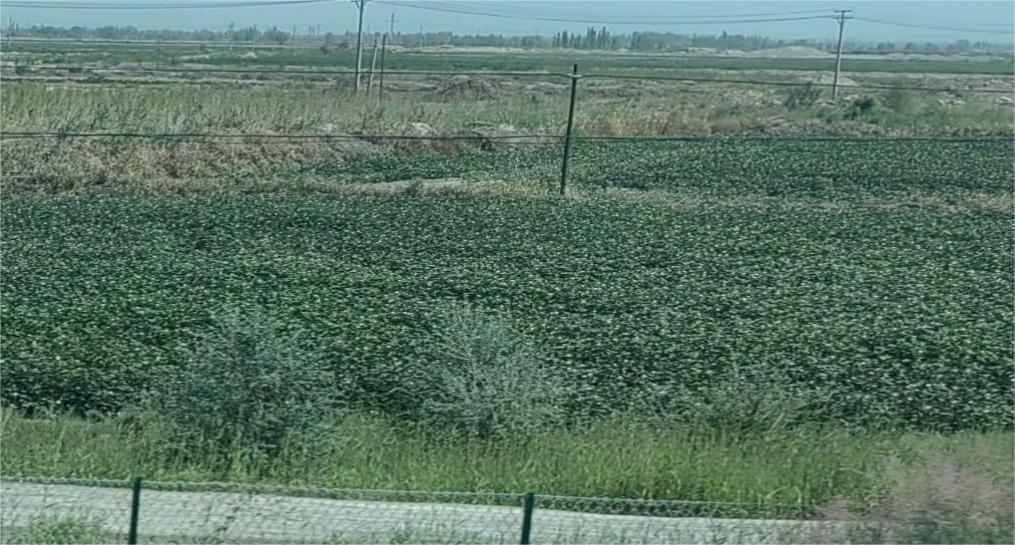 ��ؔ�W�������l  �h�� Ԯ�� �A�� ����