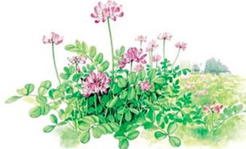 İ�ϻ��_�������w��