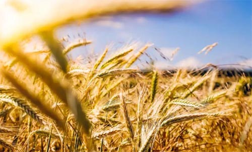 �y�õĳ���