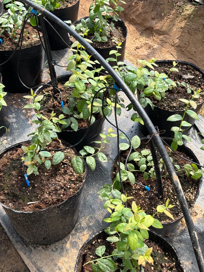 �������R����̽�L�Gɫ�r�I�D��֮·�������r���ЙC���`��Ч�@��