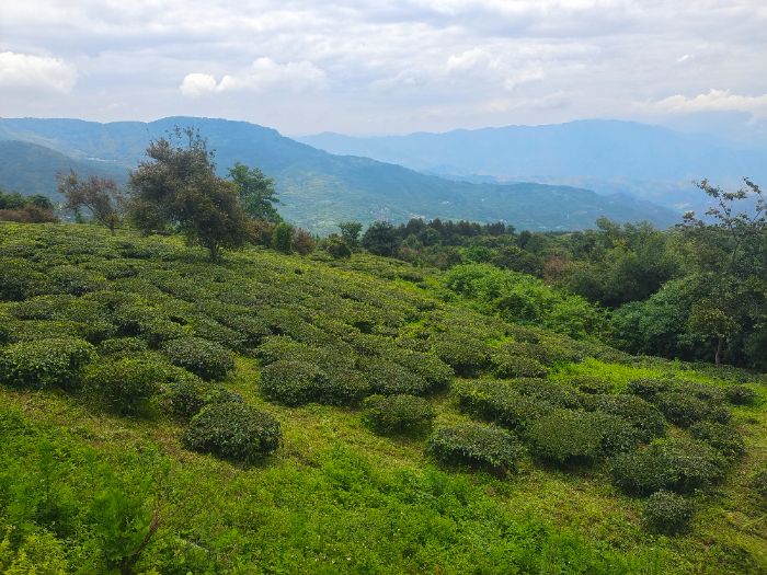 ��ؔ�ܹ��W�ӣ������ƎX�ؾ��趼������ʾ����ɽ���B�����x���l�����d��·��