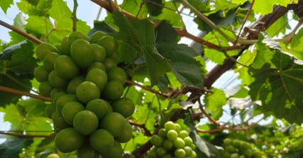 �Ͼ�ؔ��(j��ng)��W(xu��)�������l(xi��ng)���w���ǻ��r(n��ng)��