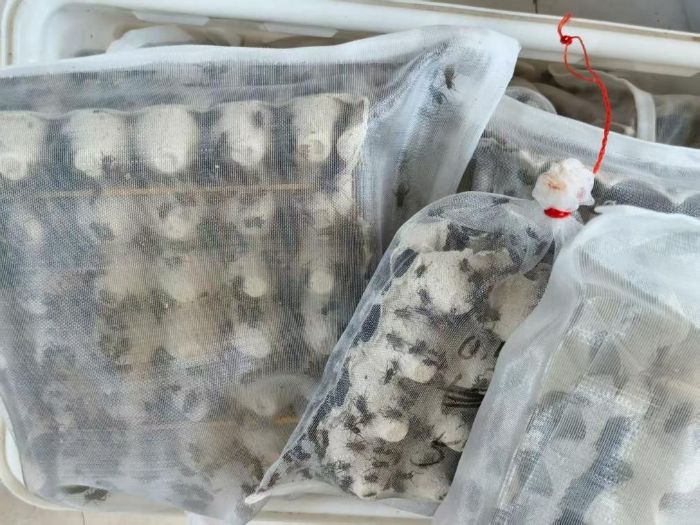 С���b����ҕҰ�������l���»���