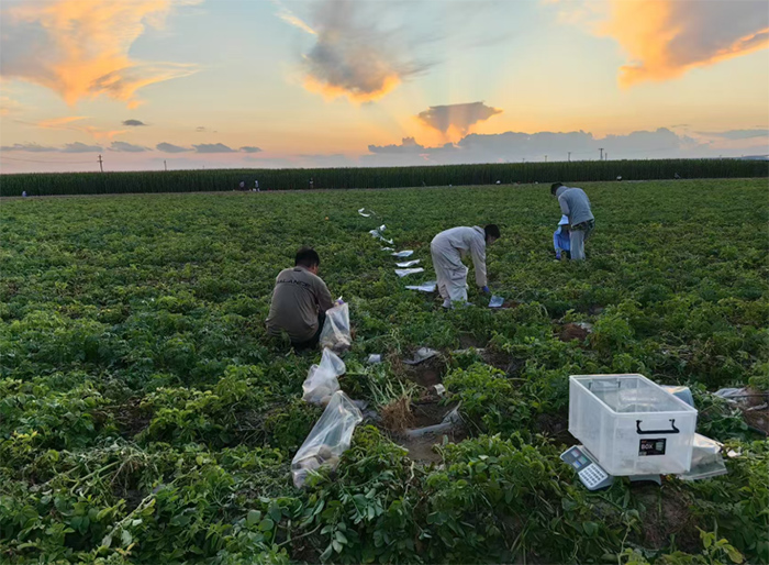 ����ɳ����ɳ���Y�h(hu��n)�W(xu��)Ժ̽�Lɳ�ؘ�ݮ�Nֲʾ���@�ľGɫ���`