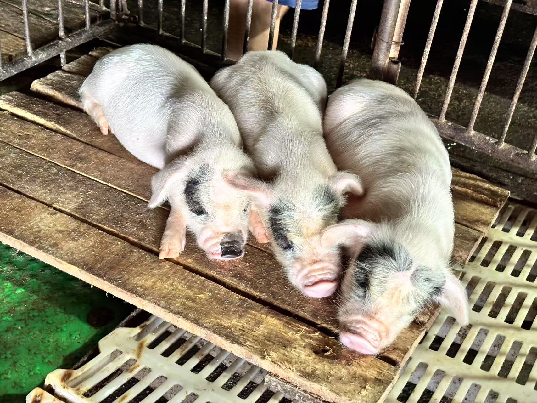 ��ζ�s���i���ؑc���ĿƼ��W(xu��)Ժ̽�L�d���N�i���ķ��z��