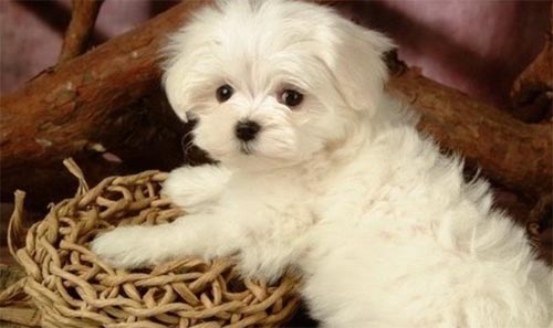 Ո(q��ng)������Č���