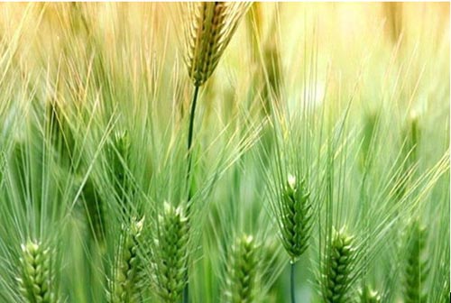 ������Ҫ����