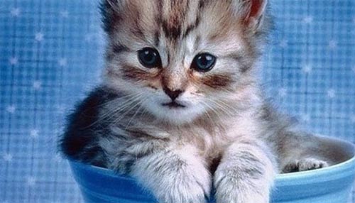 �ҵĺ����ѡ�С؈��